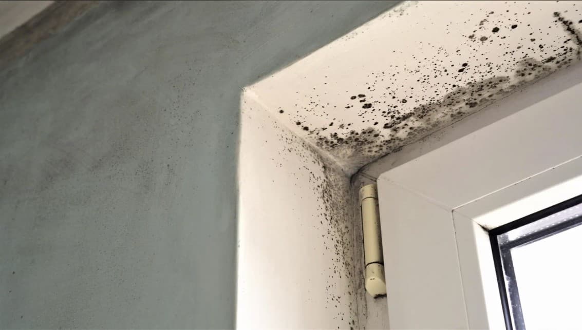 Mould growth in property
